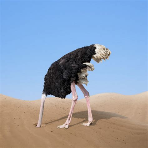Ostrich Head Sand Strategies For Healing Inc