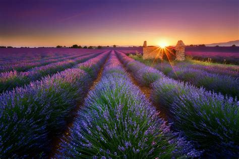 Wallpaper Purple Landscape Plants Sun Field Sky 1920x1280