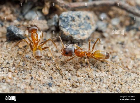 Pyramid Ant Dorymyrmex Flavus Stock Photo Alamy