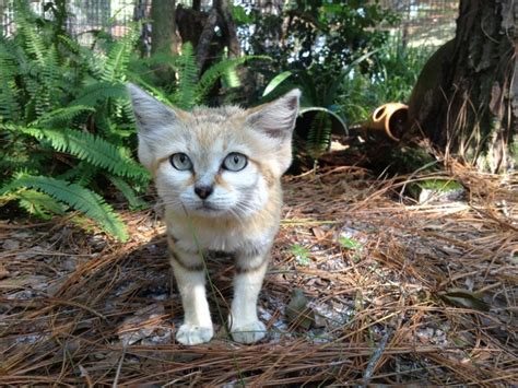 What makes us different is we are working to end the trade in wild cats. Big Cat Rescue - Tampa FL Genie the sand cat waiting for ...