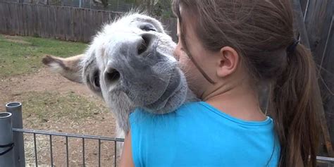 Donkey Hugs It Out With His Girl Videos The Dodo