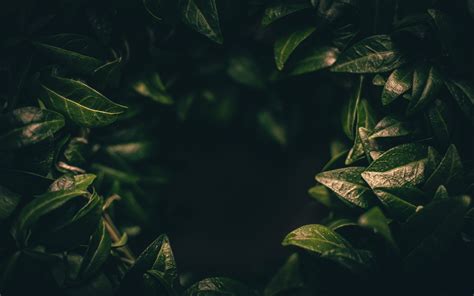Wallpaper Leaves Dark Plant Green Blur Closeup Dark Plant
