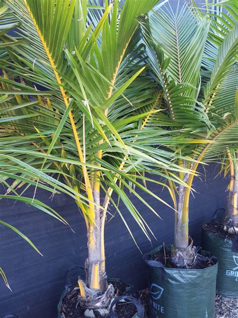 Coconut Palm Palms And Cycads Plants Ross Evans Garden Centre