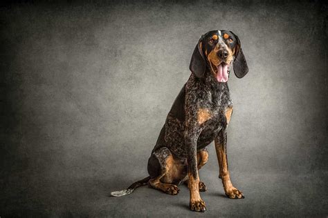 One Handsome Dude Tennessee Mascot Tennessee Volunteers Bluetick