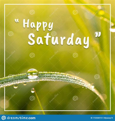 Happy Saturday Words And Dew On The Grasson, On Green Background Stock ...