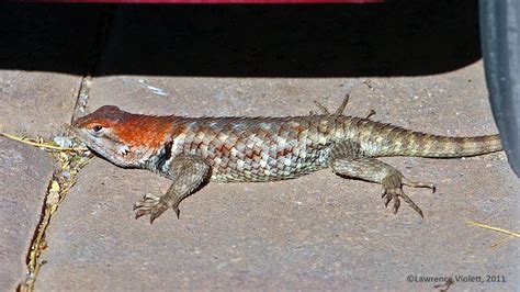 A Female Desert Spiny Lizard In Mating Colors Lizard Reptiles Reptilia