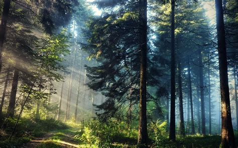 Trees Forests Plants Sunlight Hdr Photography Natural Wallpaper
