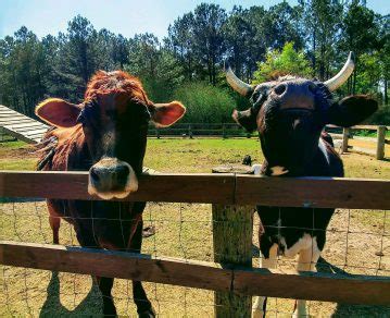 Owning one can be like having a gentle and huge dog except she gives you milk. The Market at Rutland Farms | Petting Zoo