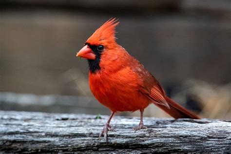 State Bird Of Kentucky The Northern Cardinal By C L Beard Weeds