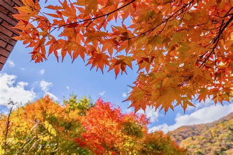 10 Best Places For Autumn Leaves In Kanto 2021