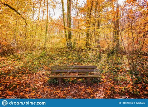 Wooden Bench In A Forest In Autumn Stock Photo Image Of Natural