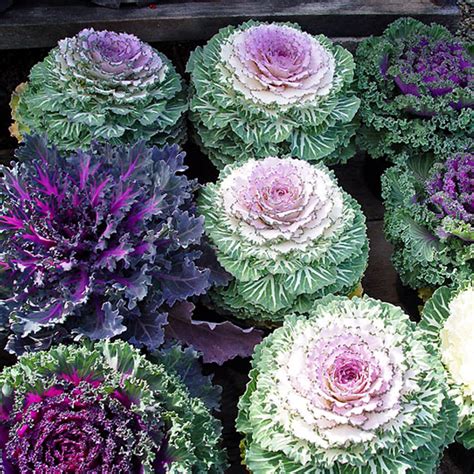 Flowering Kale Plants Annual Perennial Okejely Garden Plant