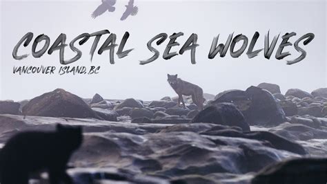 Coastal Sea Wolves Vancouver Island Bc Youtube
