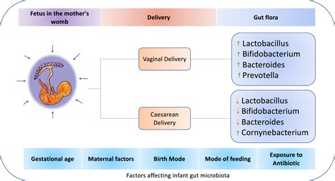 Modulation Of Gut Microbiota An Emerging Consequence In Neonatal