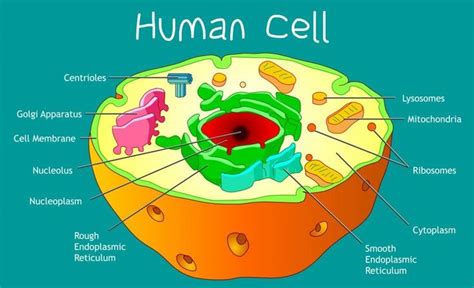 Animal Cell Structure Facts A Basic Living Animal Cell With Its