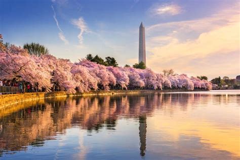 2022 Washington Dc Cherry Blossom Half Day Tour Us Capitol And Tidal