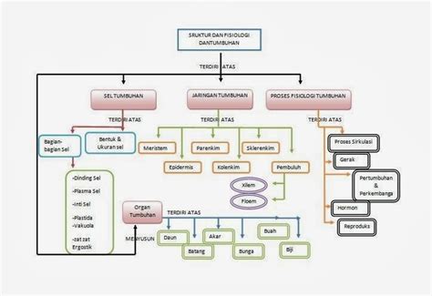 Peta Konsep Struktur Dan Fungsi Jaringan Pada Tumbuhan Berbagai