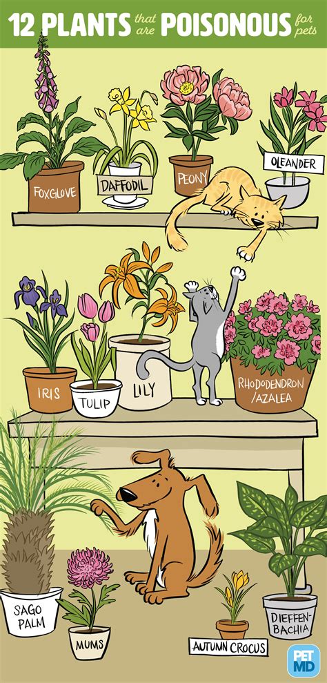 Jun 12, 2019 · common plants and flowers that are poisonous to cats many toxic plants are irritants: Poisonous Plants for Cats | Cat plants, Poisonous plants ...