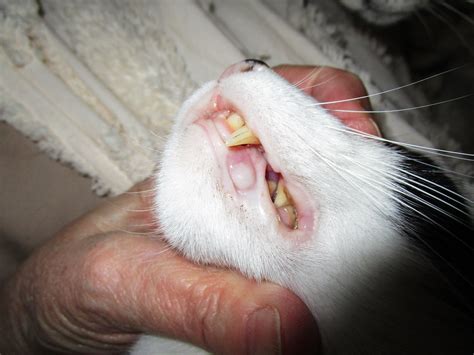 I Found A Large Lump Inside The Lower Lip Of My Cat S Mouth Last Night Have An Appt With My