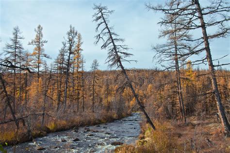 Strom Im Herbst Das Sibirische Taiga Stockbild Bild Von Region