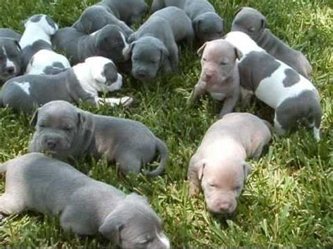 Health guarantees are good to verify that your puppy has been bear in mind that it's hard for even experts to assess the future temperament of an eight week old pitbull puppy. Blue puppies and gray grey pitbull puppy 3 week old www.titanpitbulls.com - YouTube