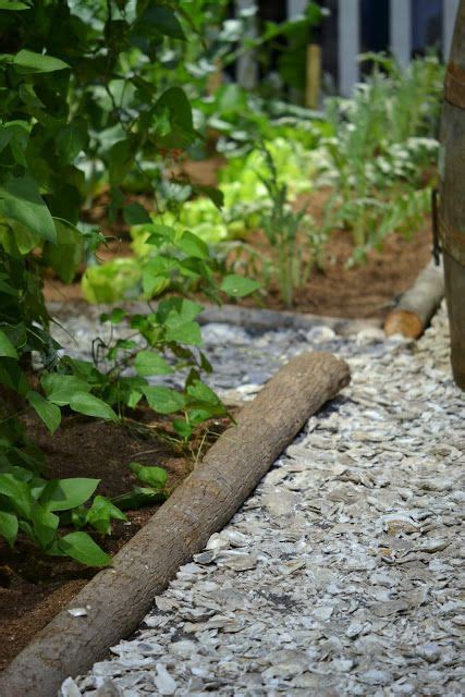 Melt butter in a saucepan over medium heat. oyster walk | Oyster shells, Hardscape, Garden