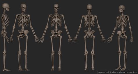 Artstation Human Skeleton