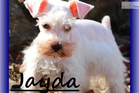 We have 6 teacup, toy & miniature schnauzer puppies for sale! Miniature Schnauzer Puppies For Sale Cheap Near Me