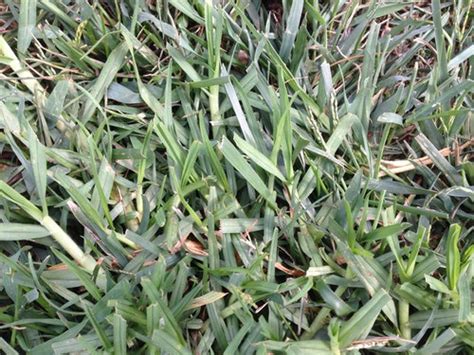 How to kill crabgrass in st. Grass identification
