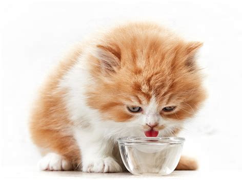 How Much Water Do Kittens Need? Vet-Approved Facts & Requirement Chart