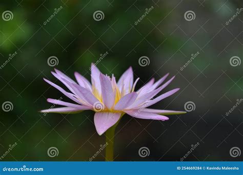 Nil Manel Nymphaea Stellata Blue Water Lily National Flower Of Sri