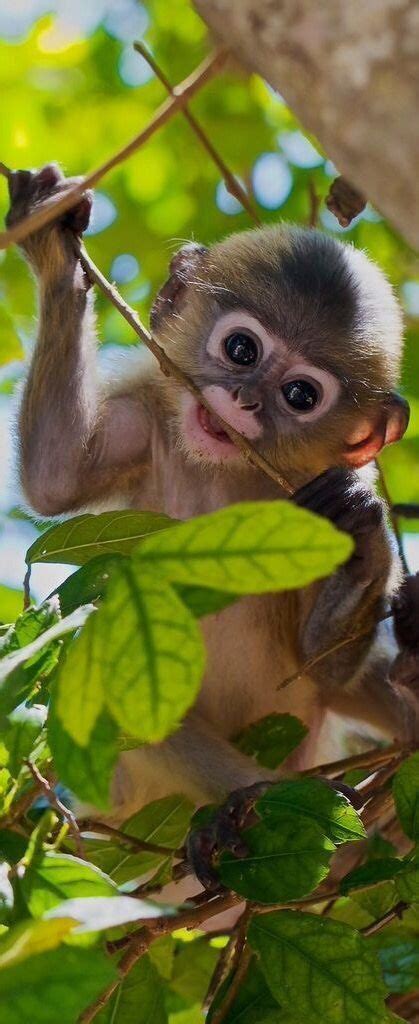 Cute Monkey Cute Baby Animals Cute Animals Baby Animals