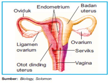 Bagian Bagian Organ Reproduksi Wanita Biologi Edukasi Belajar Sains