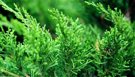 Thuja Green Giant Spacing Guide And Things To Consider