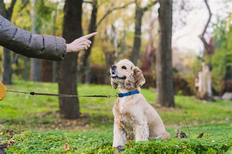 How To Train Your Dog The Basics Adams