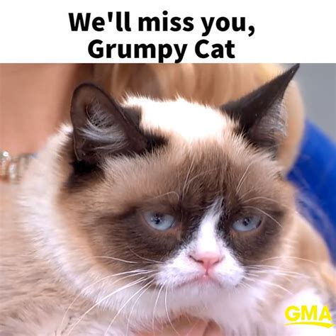 Grumpy Cat Has Died At Age 7 Video Funny Grumpy Cat Memes Cat