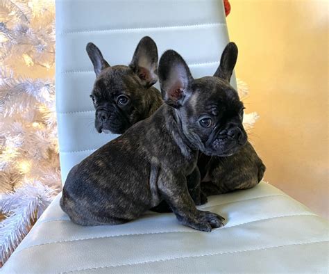 Trained french bulldogs 3 months old comes with papers.he seems friendly but was never taught basic manners.i'm going to put it with the pic 17206245. French Bulldog Puppies For Sale | San Diego, CA #343964