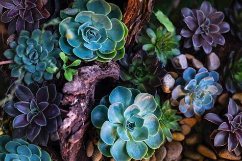 Echeveria Succulents Care And Growing Guide Plantly