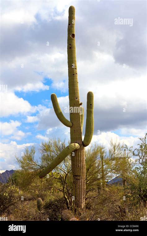 Saguaro Cactus A Tree Sized Cactus Native To The Sonoran Desert Near