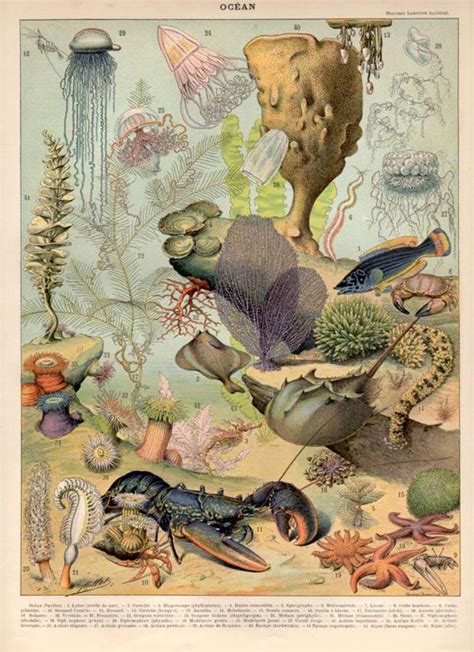 1897 Sea Creatures Antique Print Ocean Vintage Lithograph Marine Life