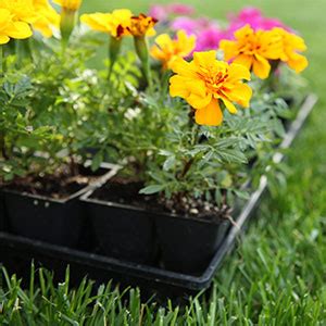 Lawn care is not easy, it is a lot of work. Annual & Perennial Installation | All Seasons Lawn Care