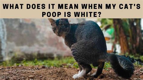 What Does It Mean When My Cats Poop Is White 5 Menacing Poop Color Chart