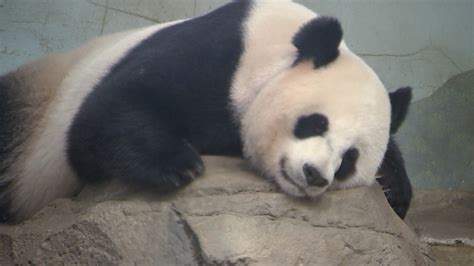 Panda Monium National Zoo Tries To Find Out If Mei Xiang Is Really
