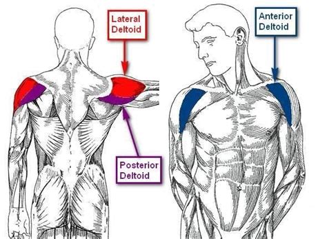 The Best Shoulder Workout Routine For Natural Weightlifters 911 Weknow