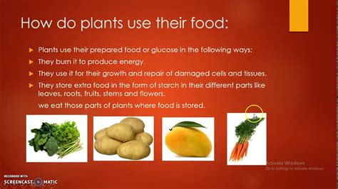 Plants can only make their food in the sunlight. Class 4 science Plants make food part 2 - YouTube