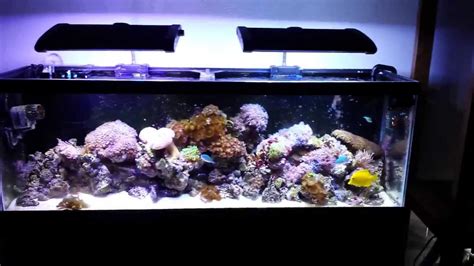 Miracle Mud Or Sand In A Refugium Shout Out To John Jp Youtube
