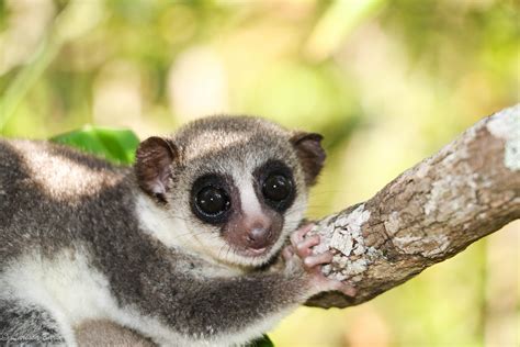 Project Ala A Reforestation Program From Seed Madagascar Lemur