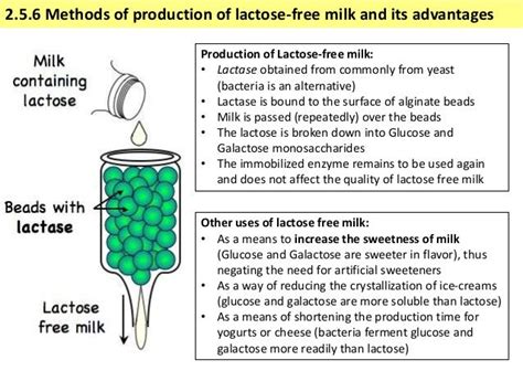 Ib Biology 25 Slides Enzymes