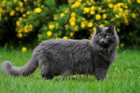 10 Fluffy Cat Breeds Youll Love With Pictures Pet Keen