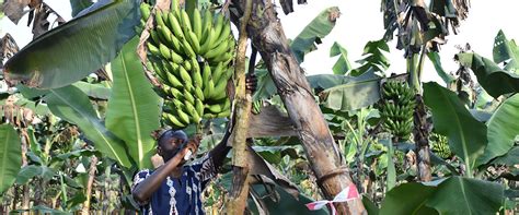 Banana Production National Agricultural Advisory Services